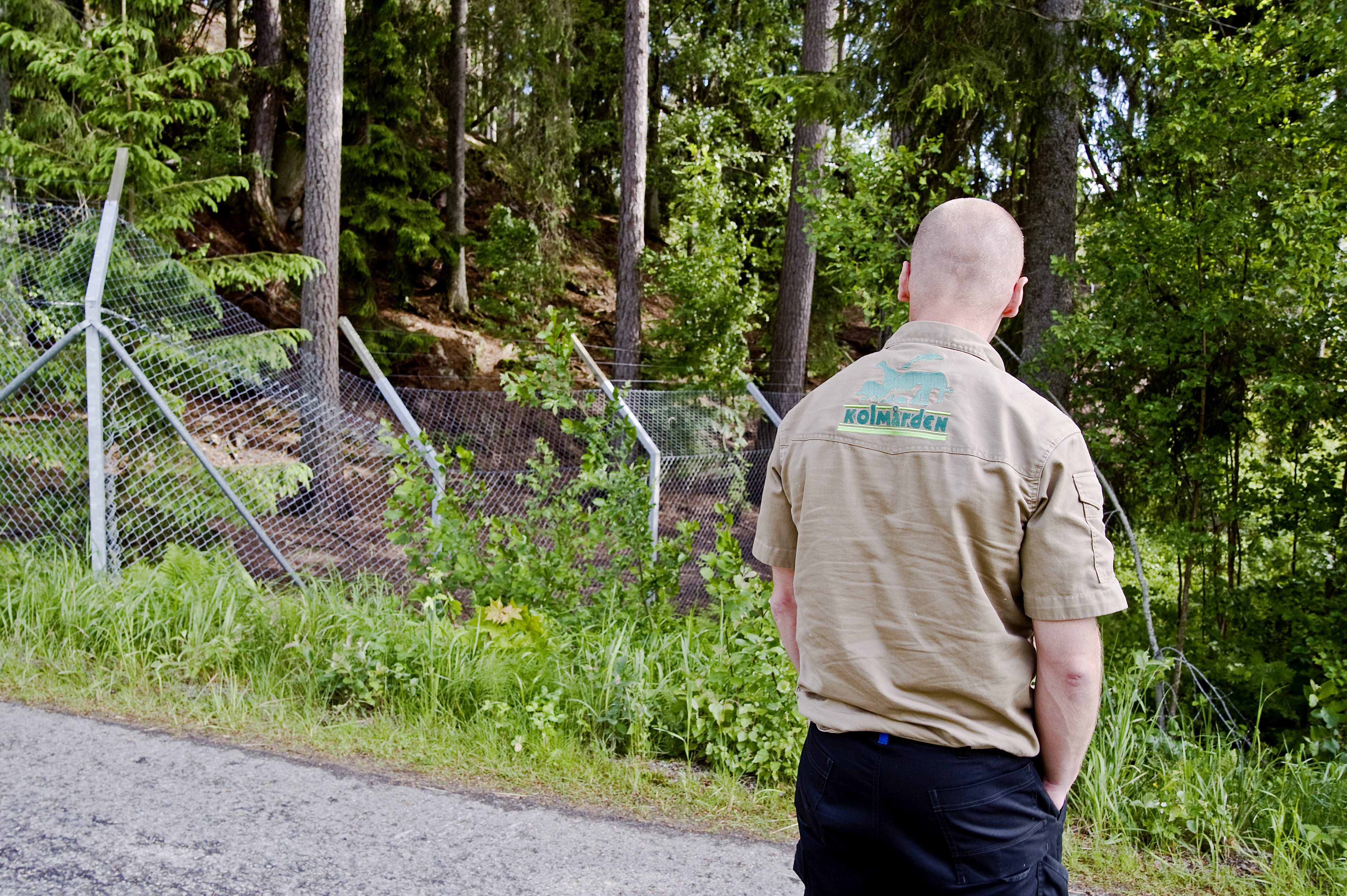 Vargen, Död, Kvinna, Djurpark, Djur, Vargattack, Kolmården, Varg