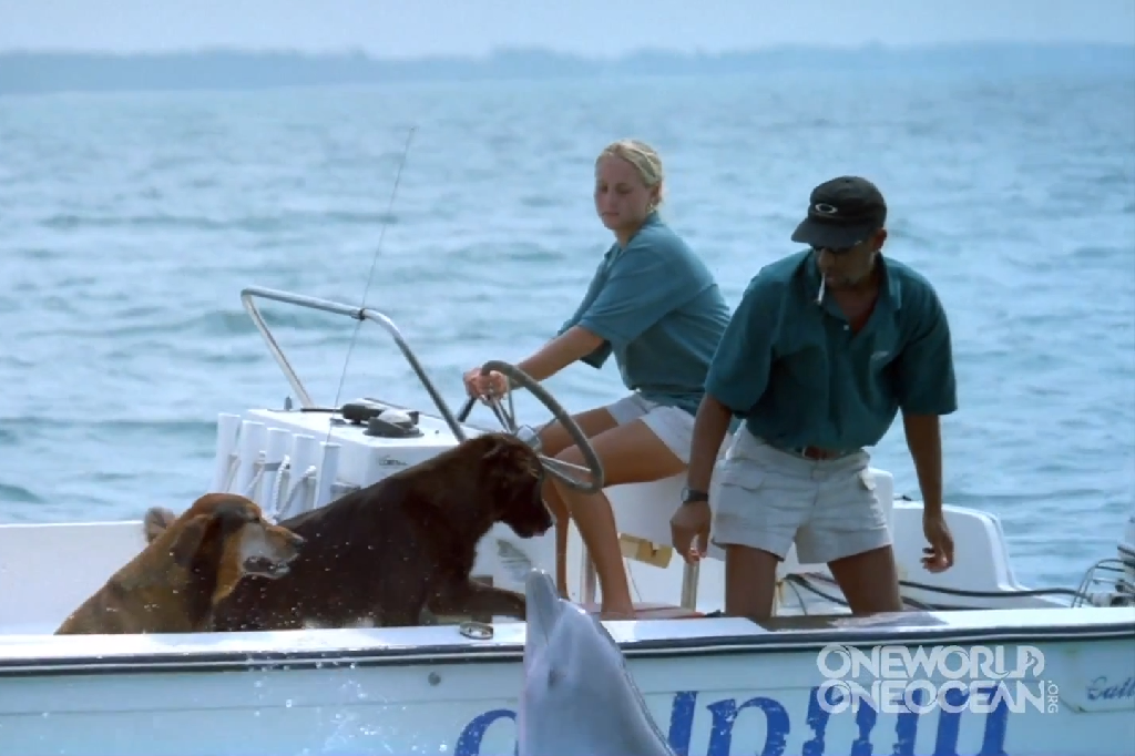 Puss, Båt, Hund, Delfin