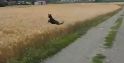 Youtube, Hund, Video, Djur