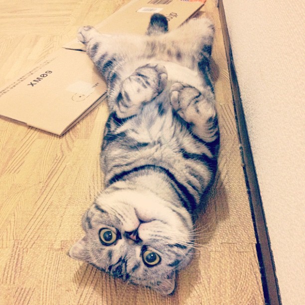  Mercy, Shishi-Maru, Katt, Internet, instagram,  Choupette