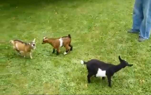  Sötchock, VideoExtra, Getunge