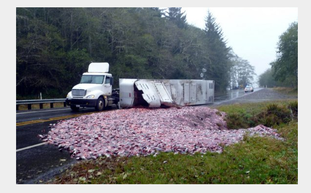 Motorväg, Kattmat, Fiskhuvud