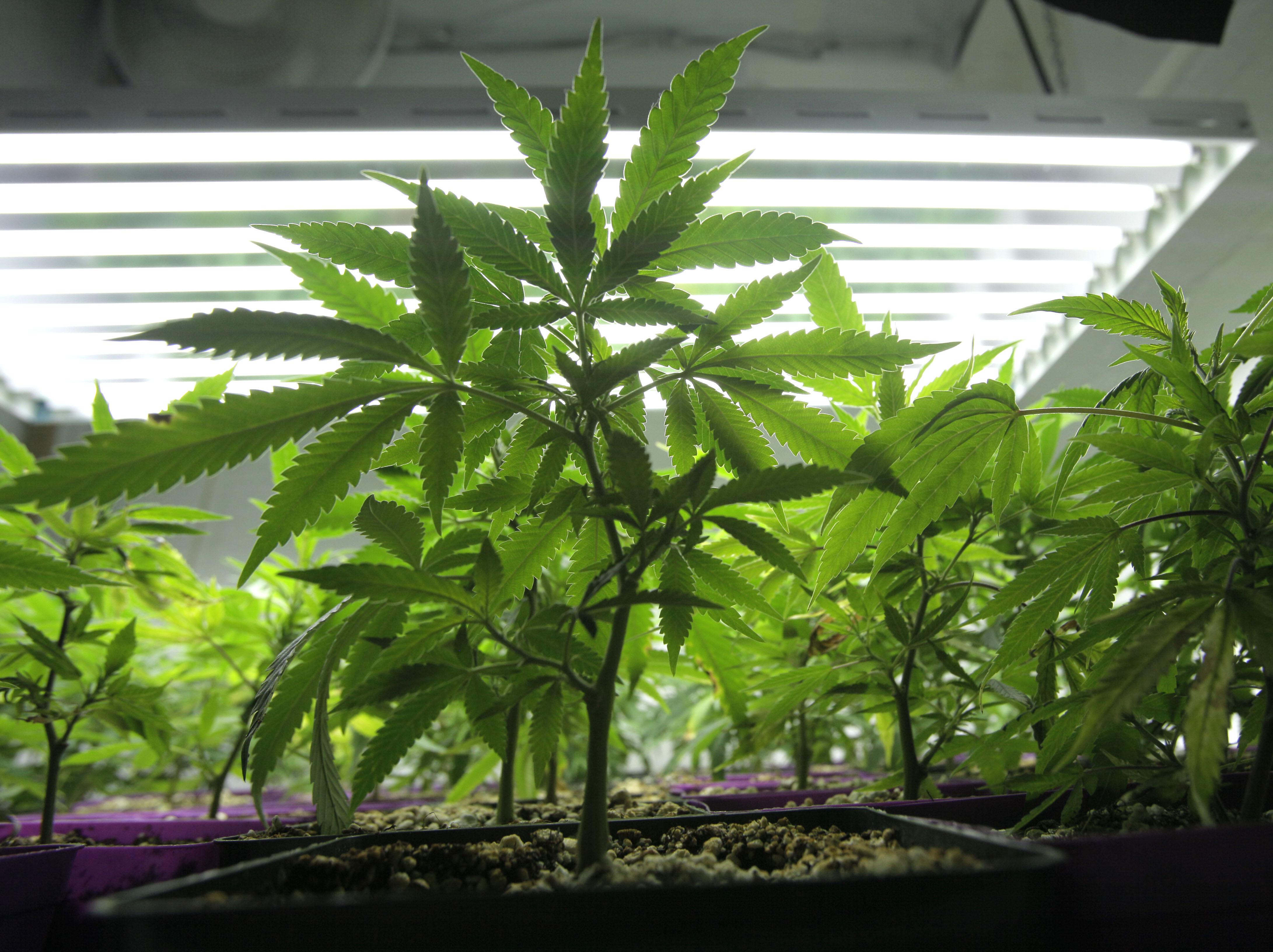 Droger, Utredning, Storbritannien, Marijuanalegalisering, Legalisering