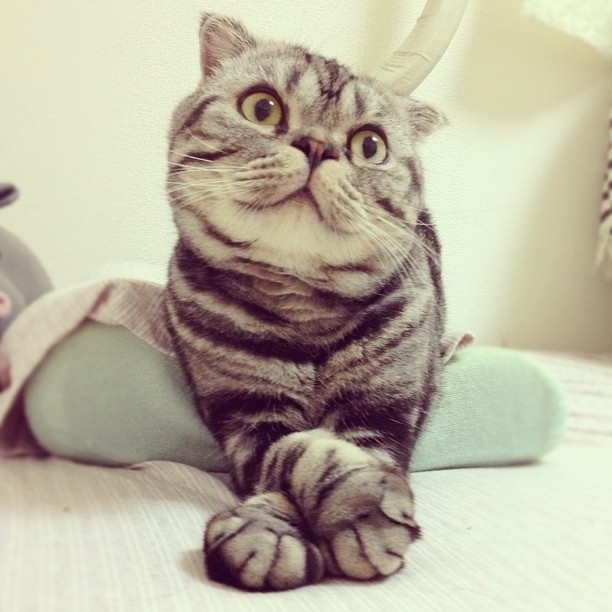 Katt, Internet,  Choupette, instagram, Shishi-Maru,  Mercy