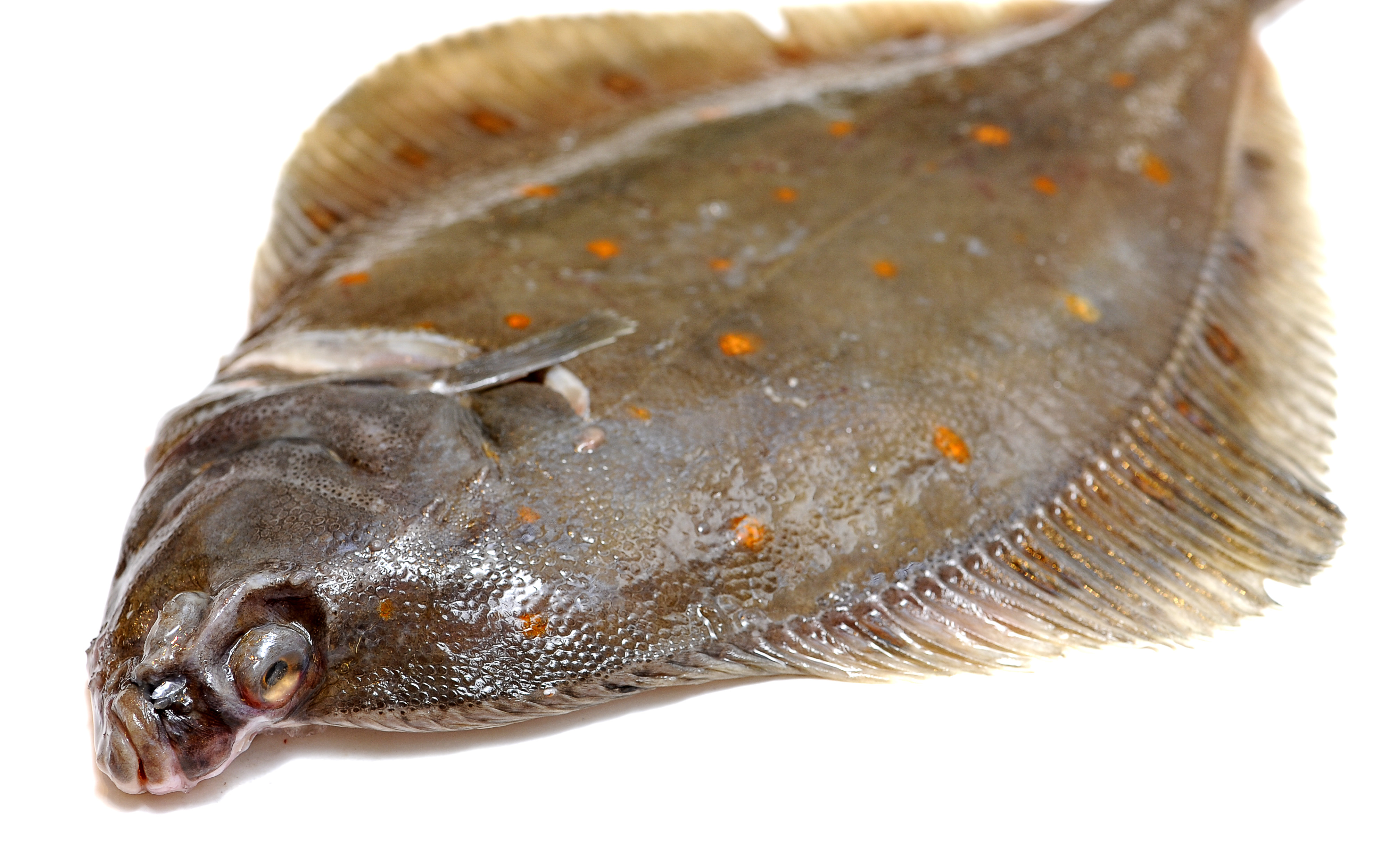 Kvävdes, Död, Fisk, Fiskare