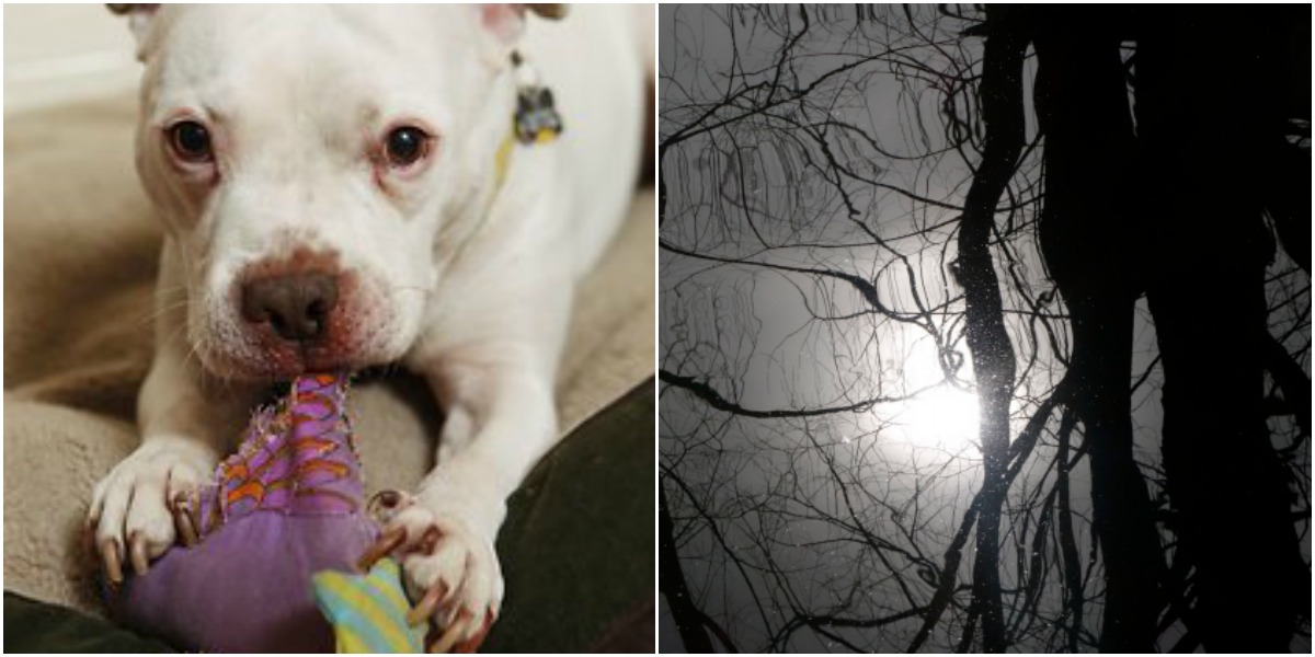 Kata gamla kvinnor nakna aldre tanter Knullad av hund snusk chatt