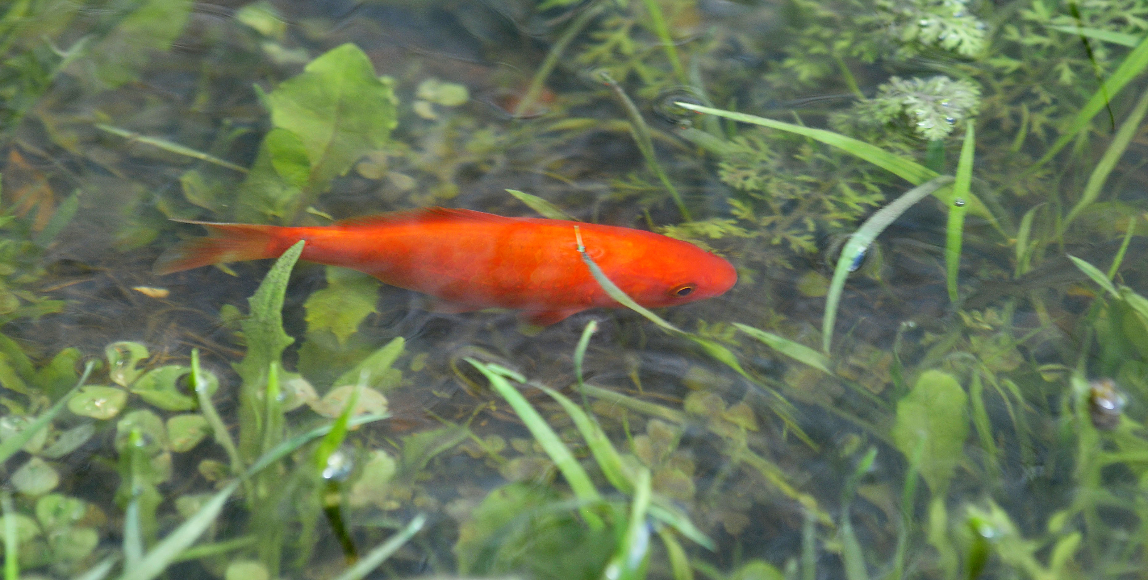 Guldfisk, Lägenhet, Övergiven