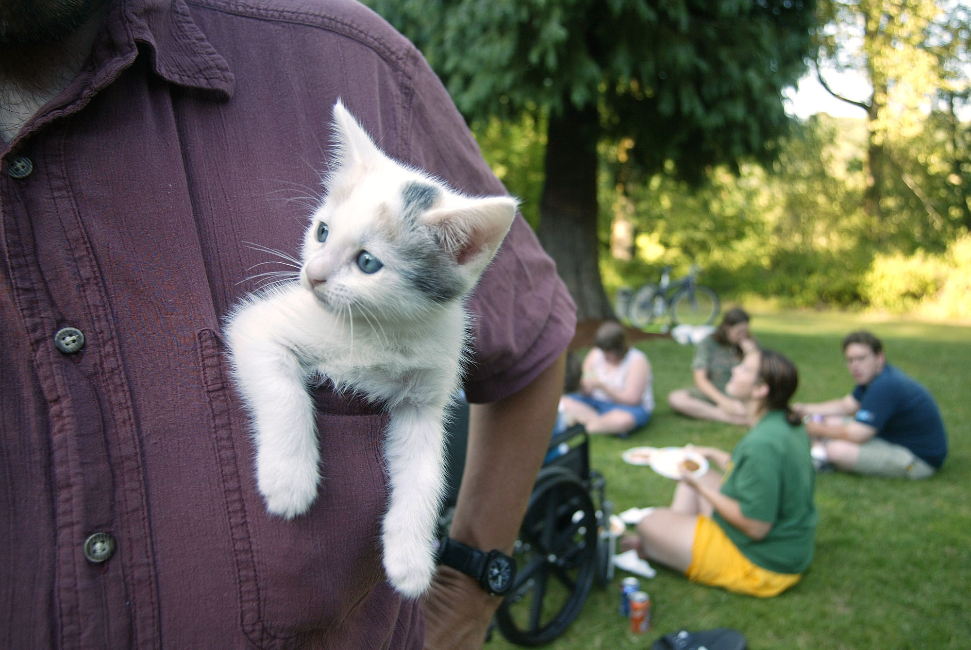 Film, Katt, Filmfestival, Djur