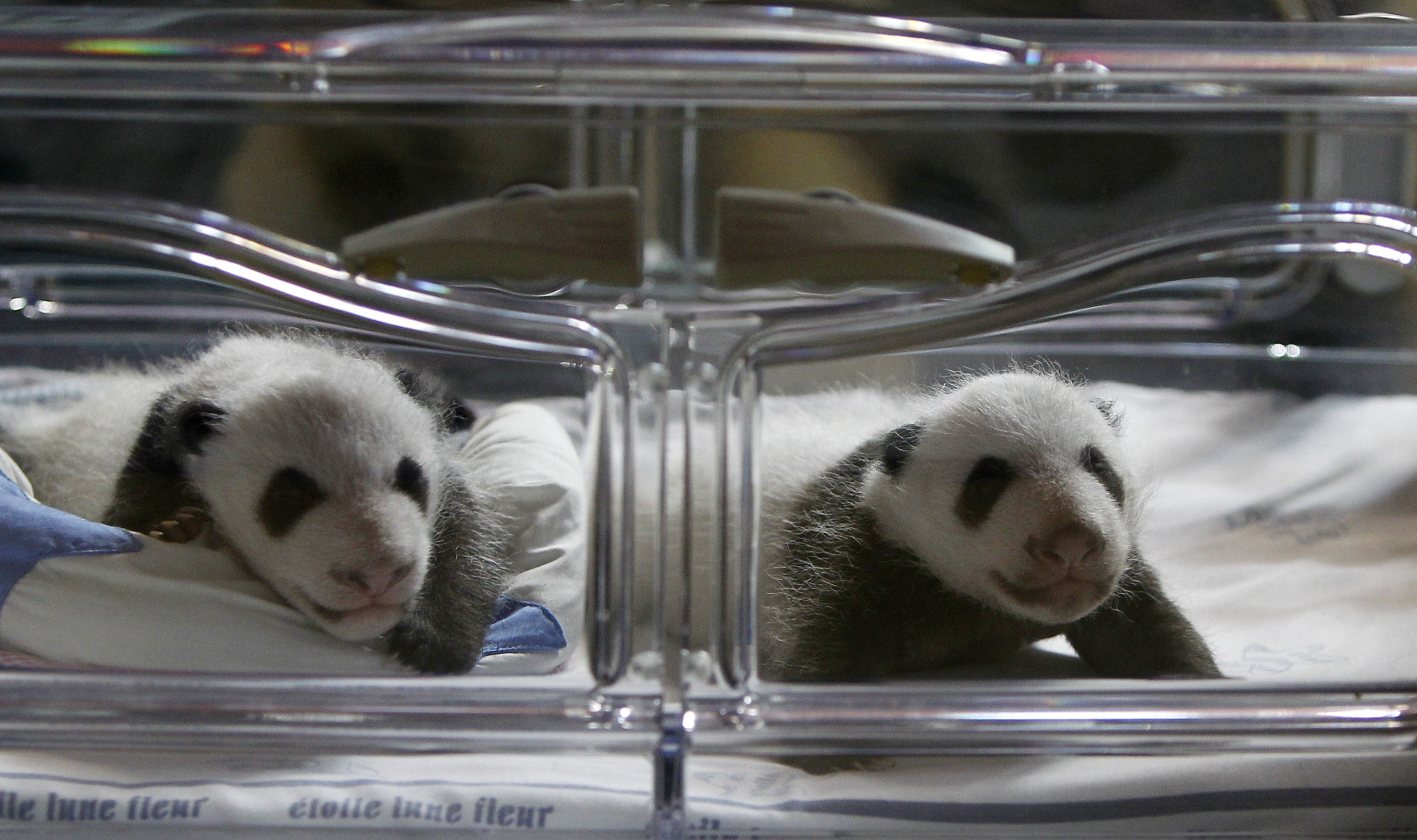 Jättepandor, Pandor, Panda, Kina, Jattepanda