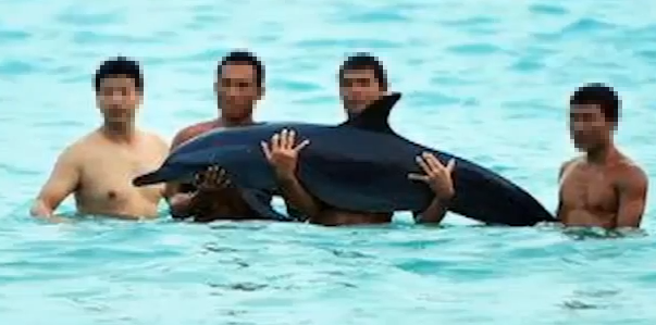 Turister, Hav, Död, Kina, Delfin