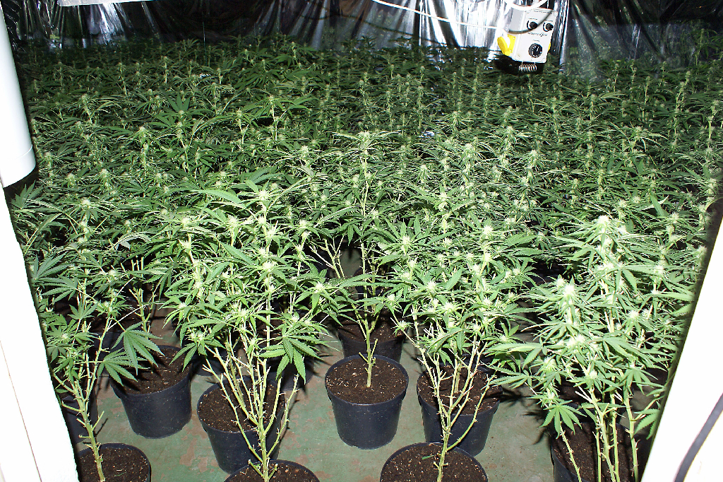 Sundsvall, Narkotikahärva, Cannabis, hash, Sverige, Amfetamin, 46 åtalade, Åtalad, Narkotika, ecstasytabletter, Bandidos, Narkotikarättegång, knark, Ecstasy, MC-gang, Droger