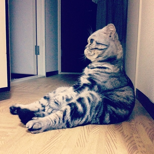 instagram,  Mercy, Internet, Shishi-Maru, Katt,  Choupette