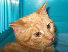 Sommarkatter, Katter