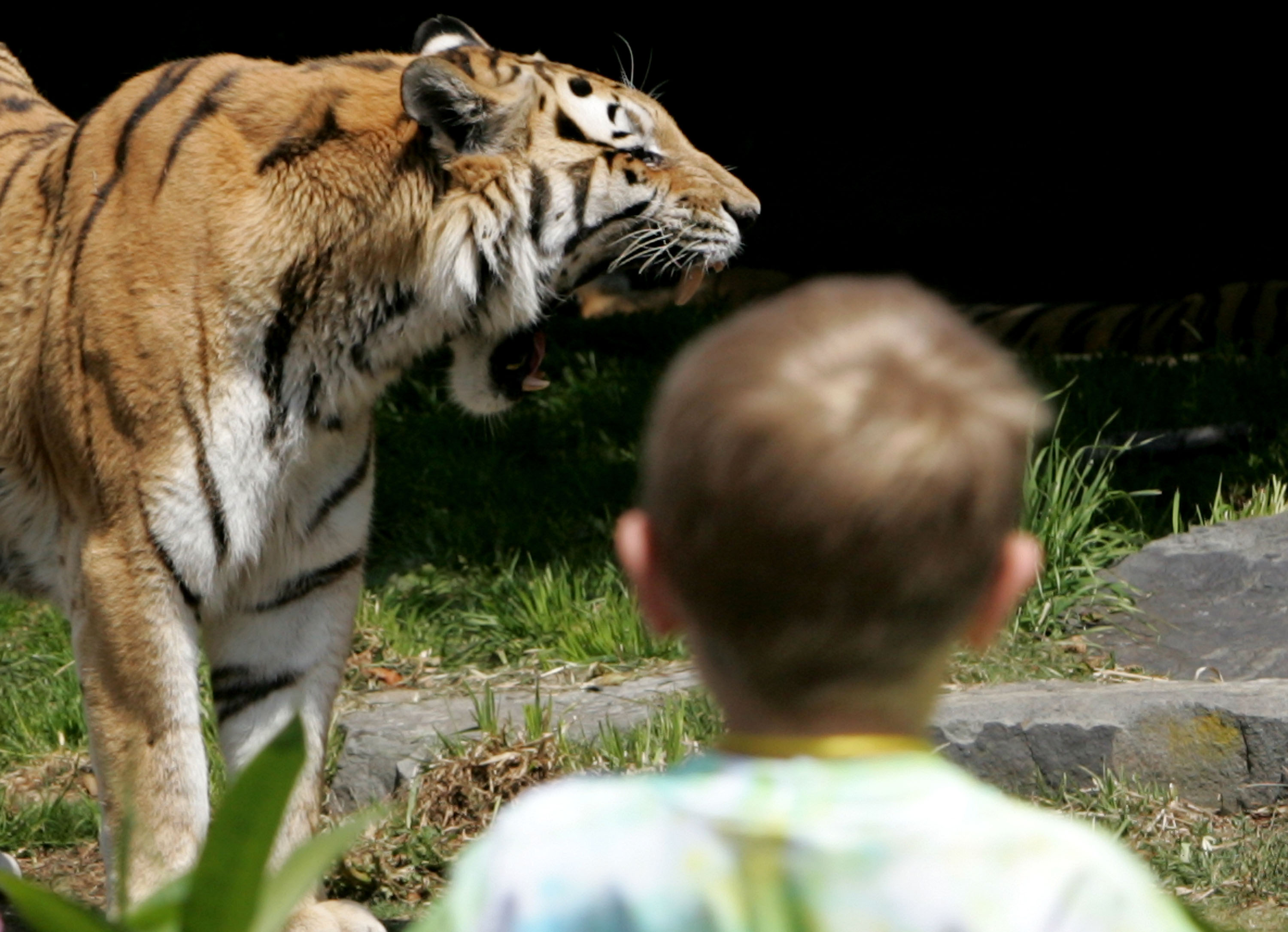 Danmark, Död, Zoo, Attack, Kopenhamn, Tiger