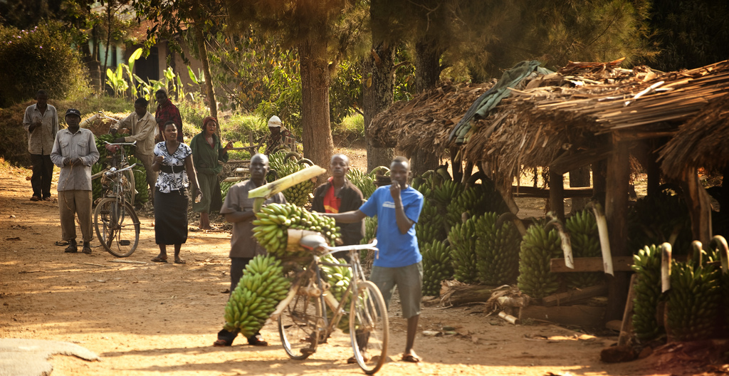 Rwanda, Rosa bussarna, Resa, Afrika, Uganda