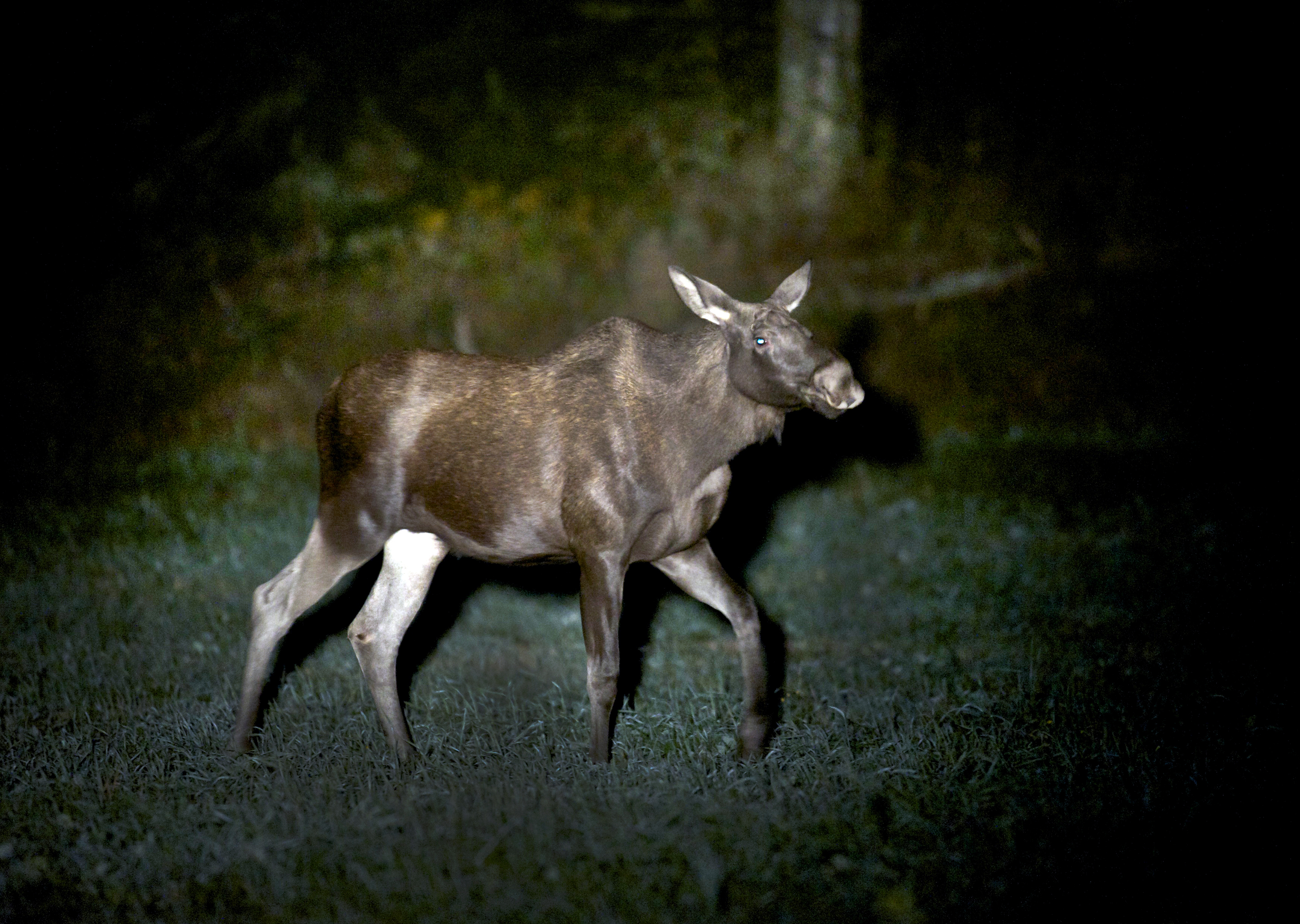 Älg, Skelleftea, Älgjakt