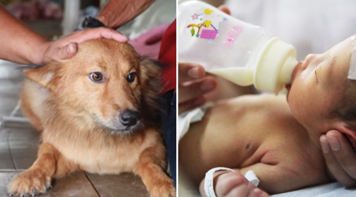 Räddade, Hund, Nyfödd, Thailand, Bebis