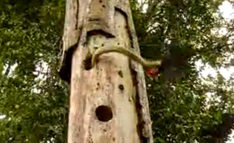 Kamp, Hackspett, Video, Orm