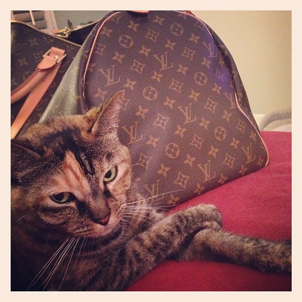 Rich Kids Of Instagram,  Choupette,  Rich Cats Of Instagram