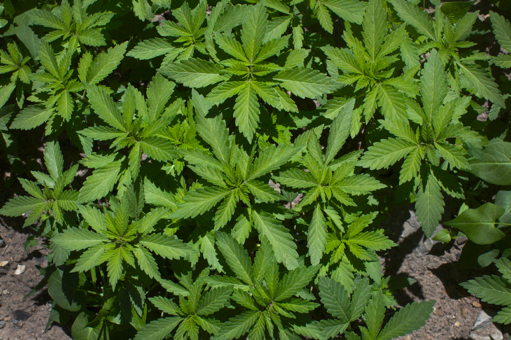 Israel, Cannabis, Marijuana
