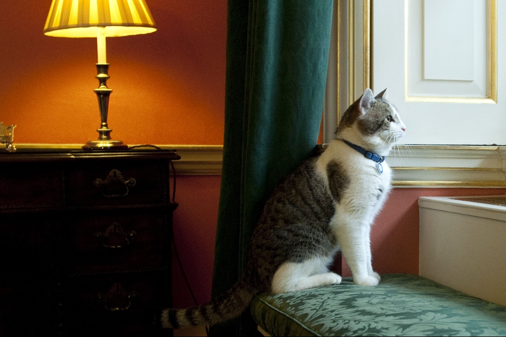 Jägare, Sibyl, David Cameron, Larry, Katt, 10 Downing Street, Råtta, London