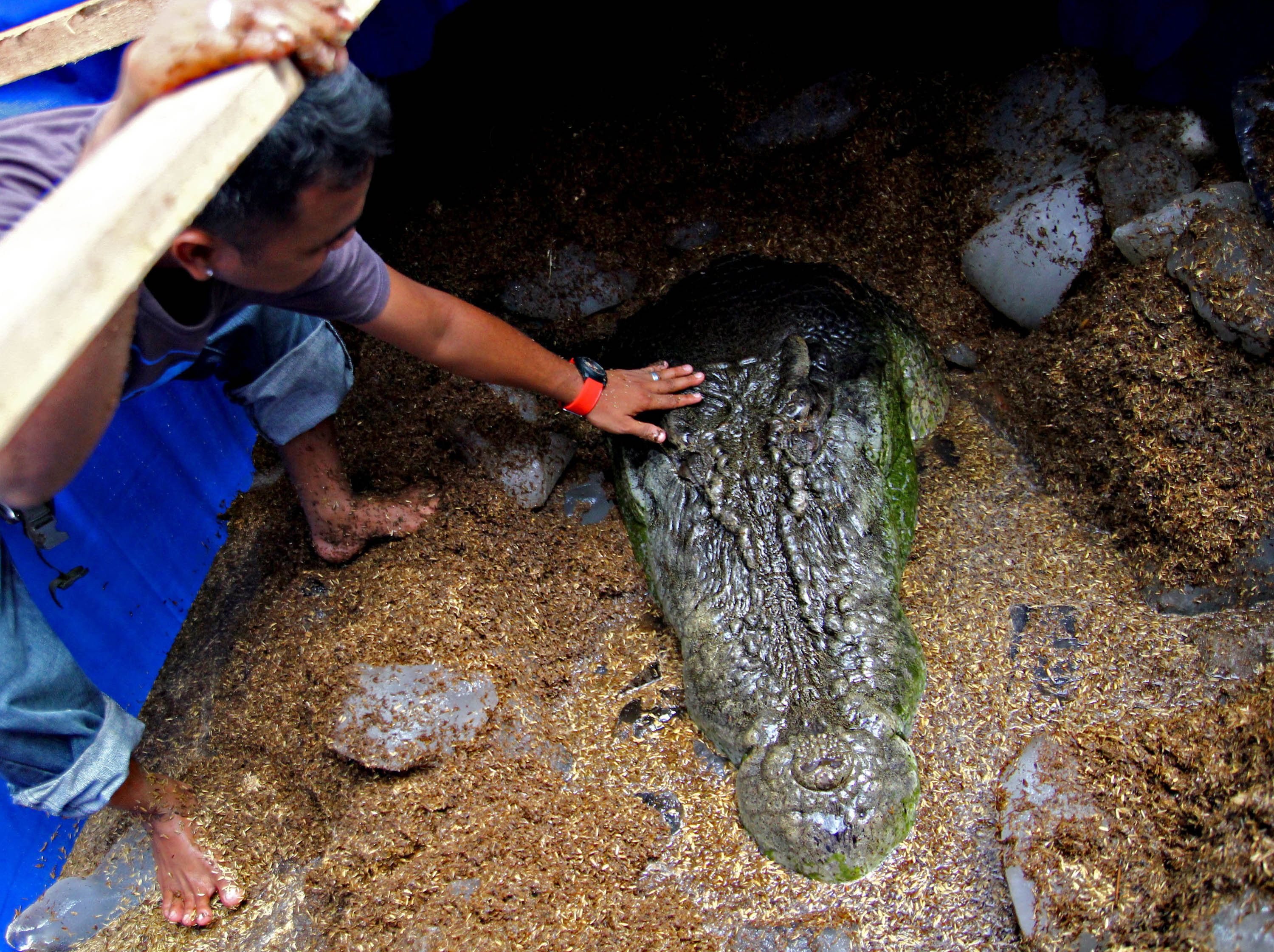 Guinness World Records, Krokodil, världens största, Död