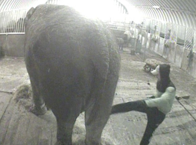 Djurrättsorganisation, Bobby Roberts, Skötare, Misshandel, Cirkus, England, Djurmisshandel, Elefant, Annie, Rumän