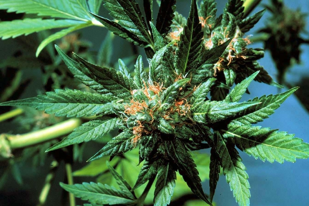 Droger, Cannabis, Polis, profil, Teve, knark, Kriminellt