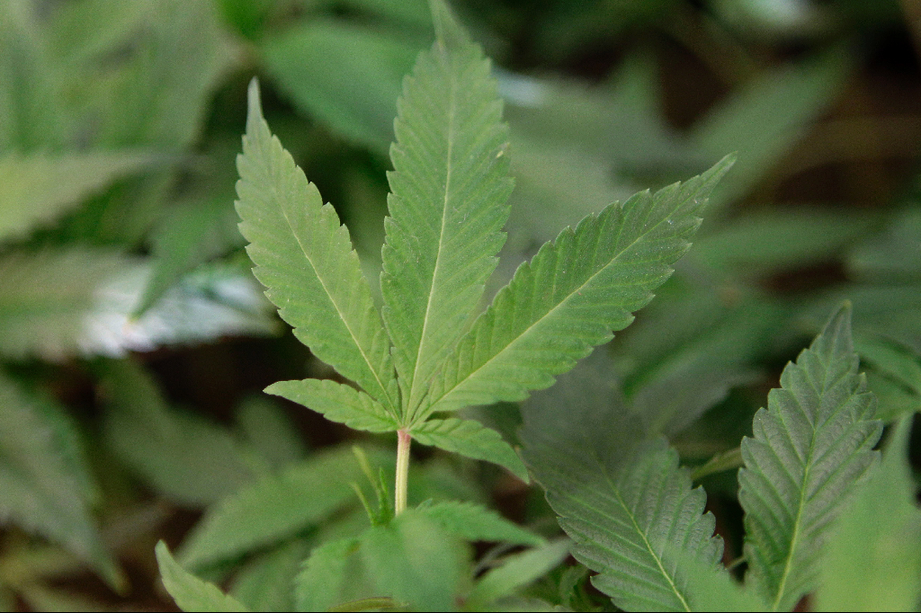 Droger, Cannabis, Marijuana, Narkotika, Kriminellt