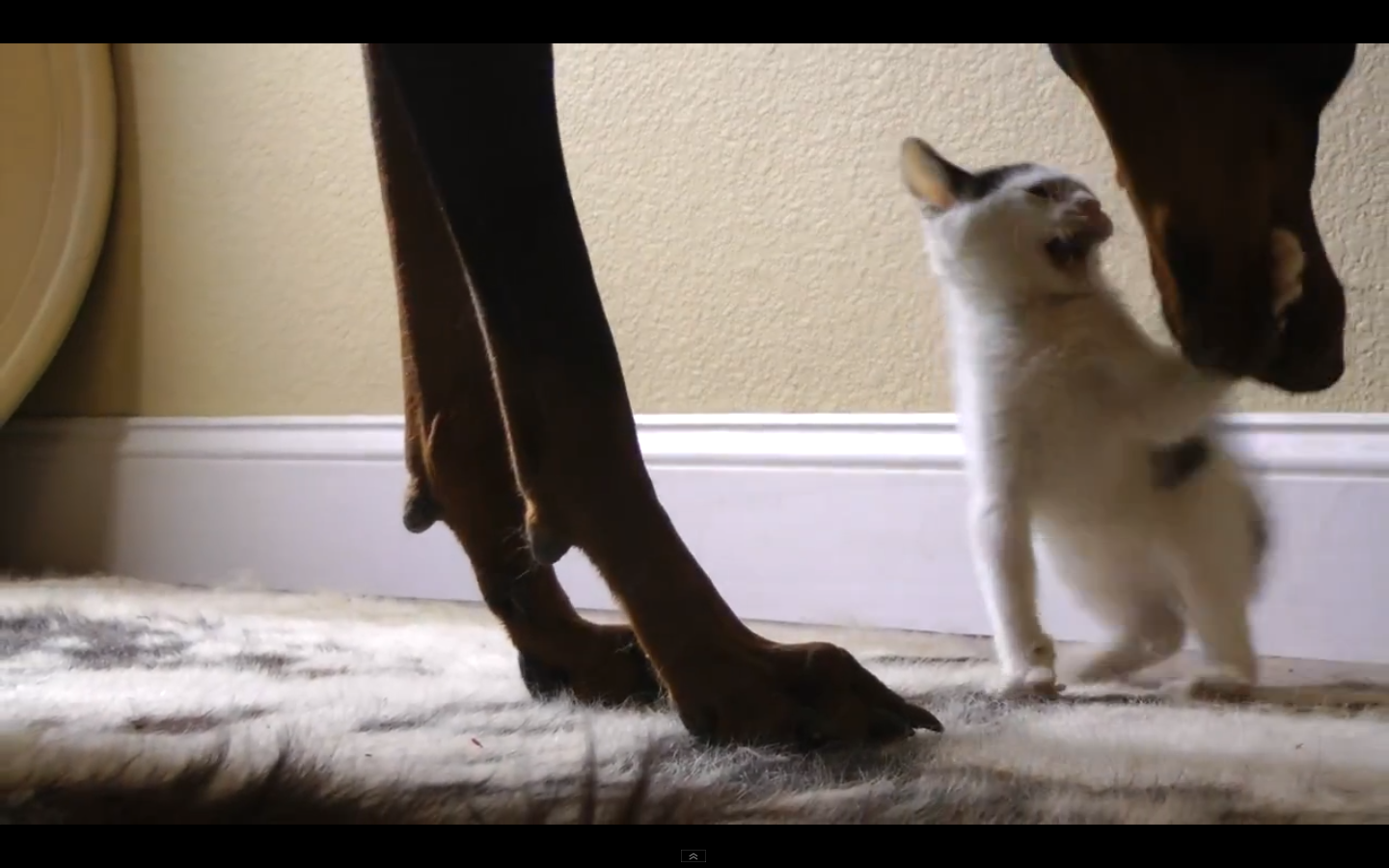 Internet, Kattunge, Djur, VideoExtra, Katt, Hund, Lek
