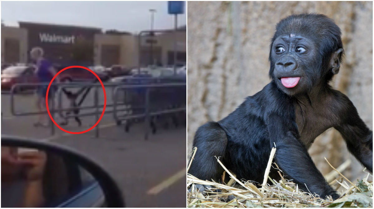  n24video, Apa, Attack