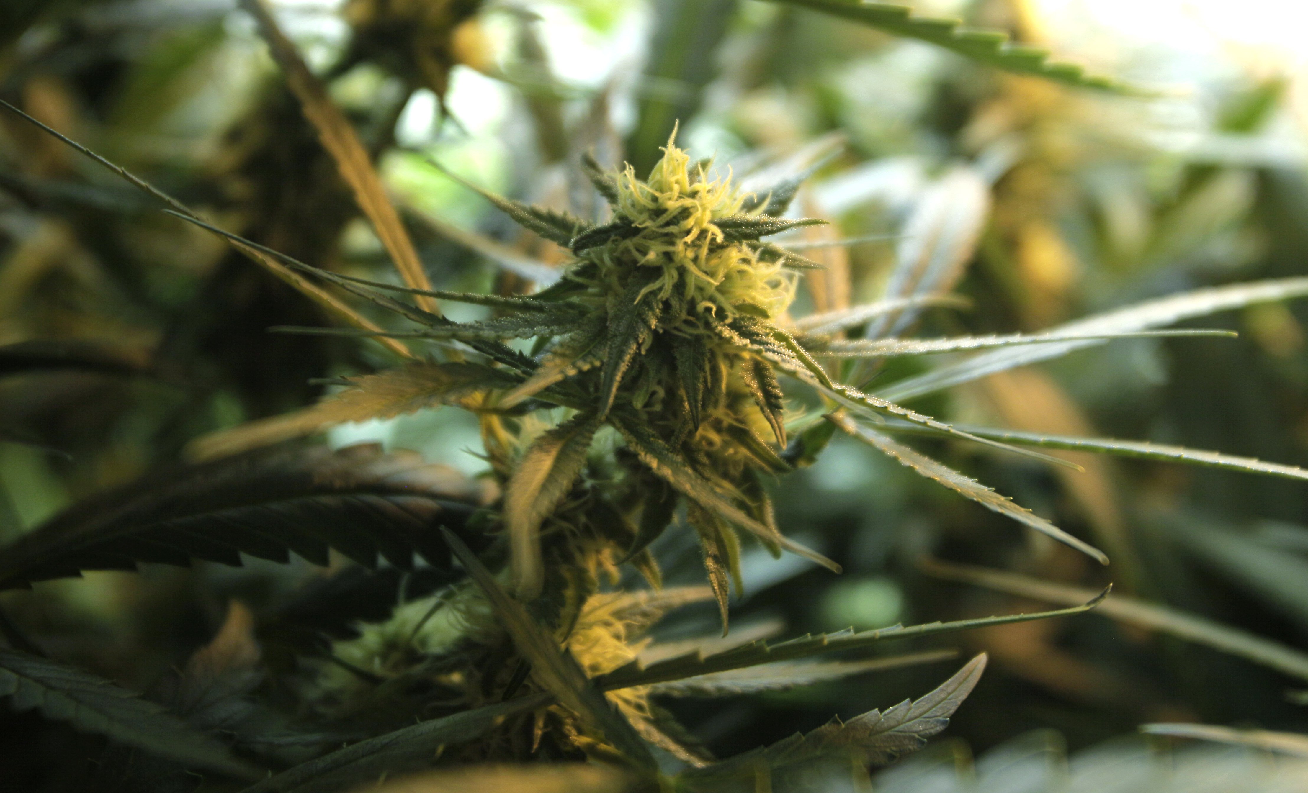 911, Berusning, Larmsamtal, Marijuanaodling, Odling, USA, Marijuana, Connecticut, Cannabis, Kriminellt