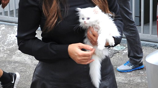 Kim Kardashian,  Mercy,  Choupette, Kanye West