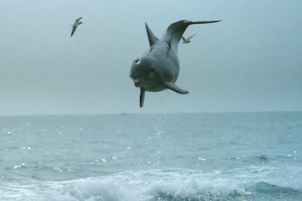 Puss, Delfin, Hund, Båt