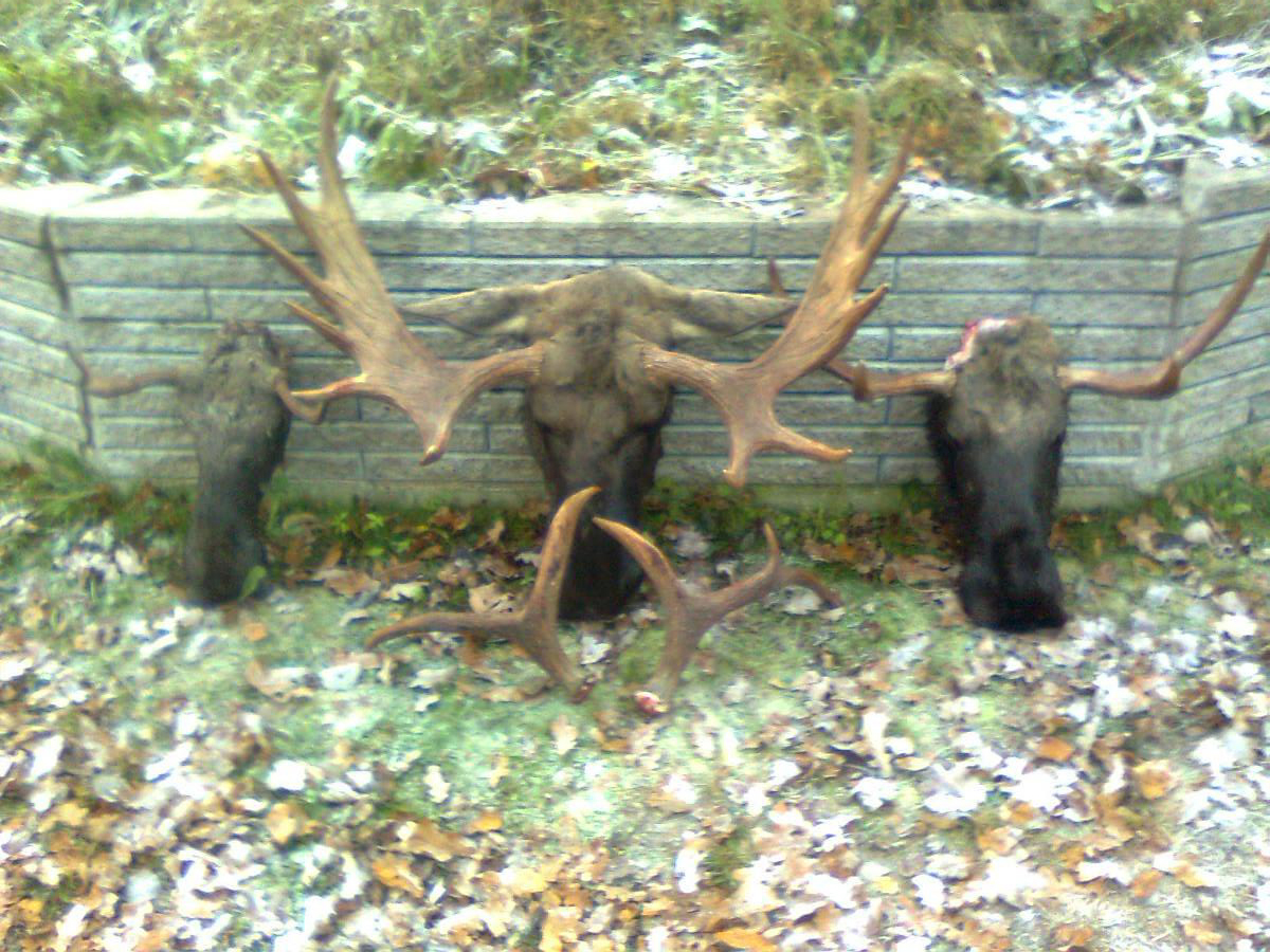 Älgjakt, Blekinge, Älg, Jägare