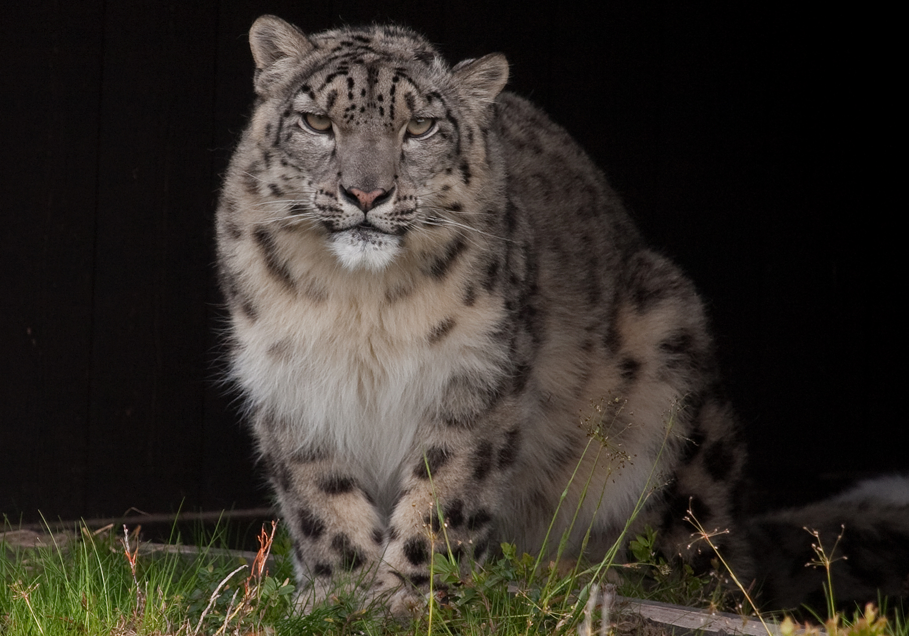 snöleopard, Djur, orsa björnpark, Katt