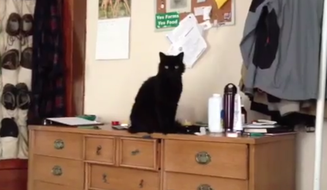 Teddy The Asshole Cat