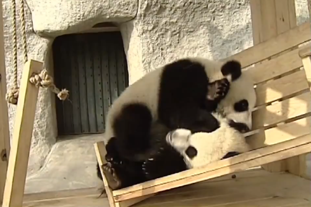 Panda, Djur, Video