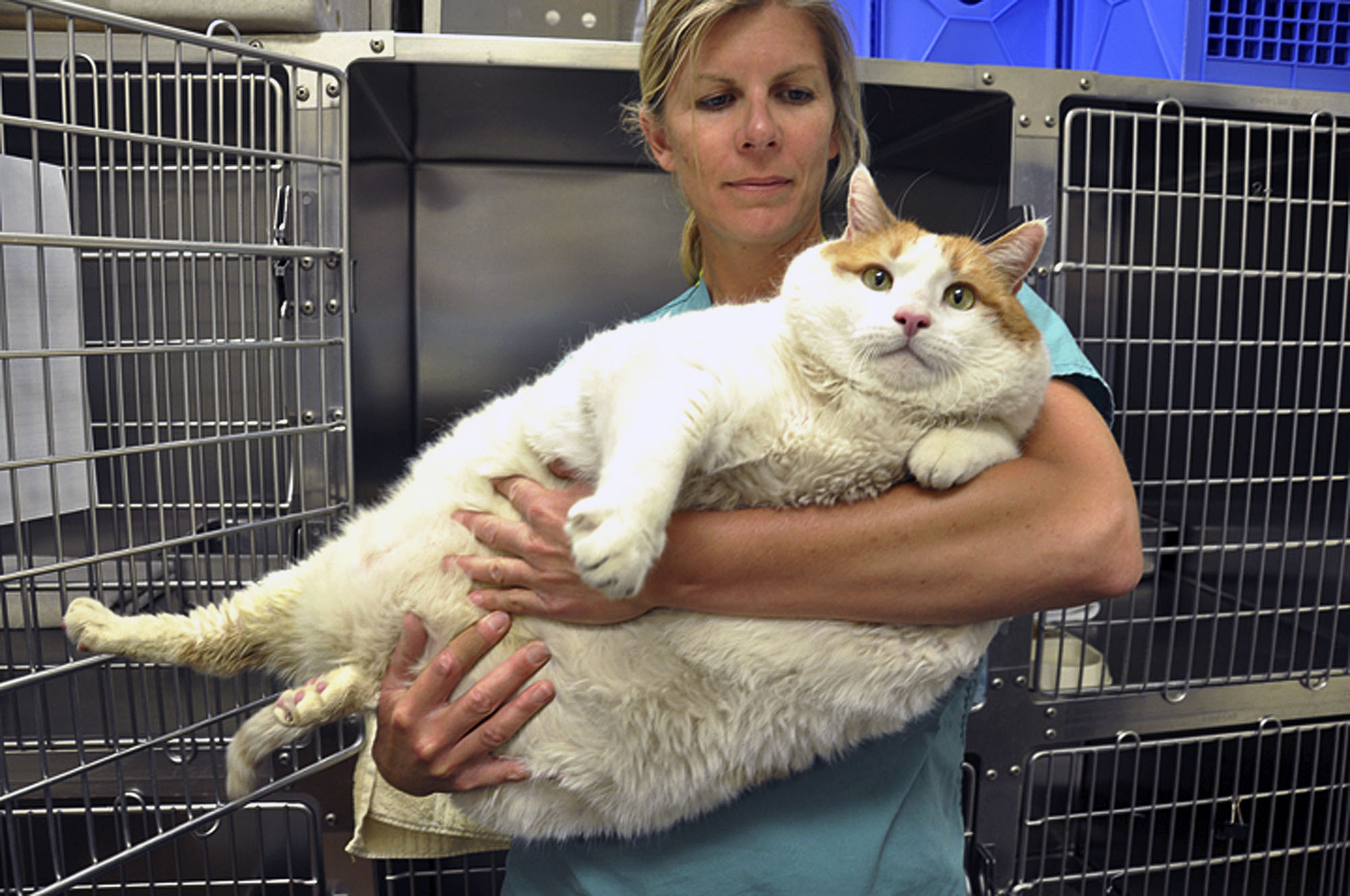 Halsa, Meow, Avlidit, Vikt, Katt, Djur, Fetma, Kost, Död, Veterinär, Dog