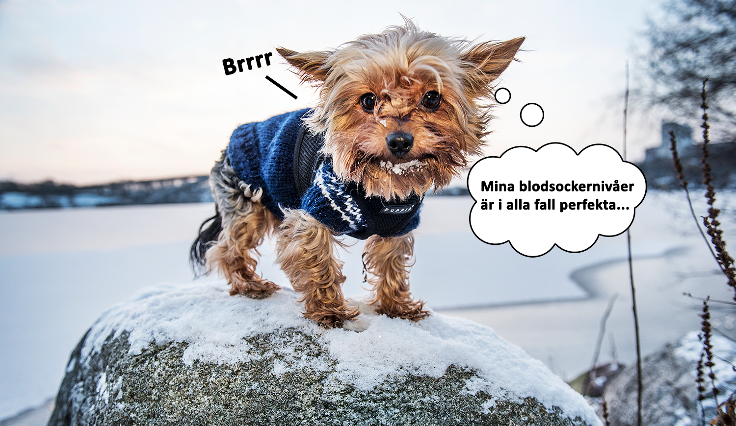 Kyla, Diabetes, Vetenskap, Höst