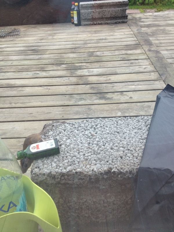 Jägermeister, Fylla, Mus