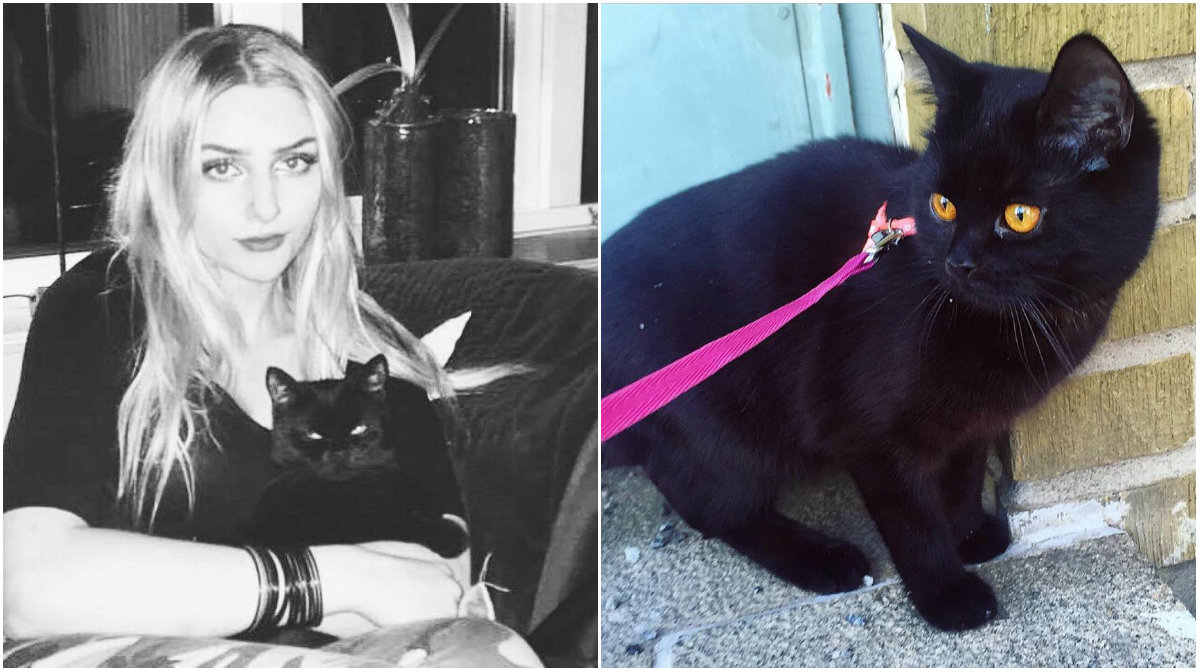 Halmstad, Djurplageri, Sophia Berggren, Katt