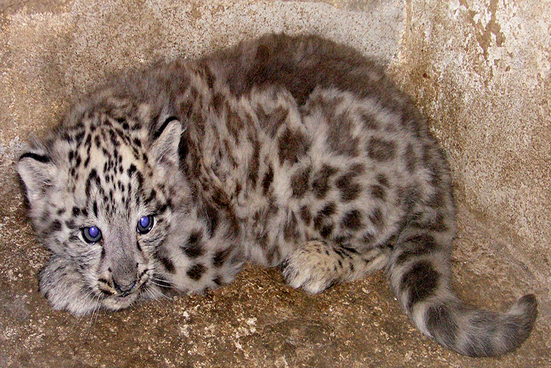 Djur, orsa björnpark, Katt, snöleopard