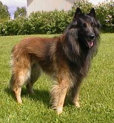Norge, Rex, Polis, Polishund, Belgisk vallhund, Wanted, Försvunnen, Efterlyst, Oslo
