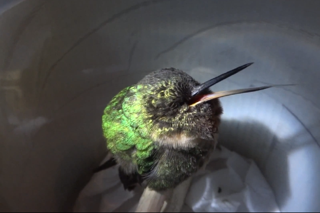 Kolibri, Video, Youtube, Djur