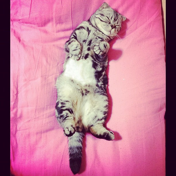  Mercy, instagram, Katt, Shishi-Maru, Internet,  Choupette