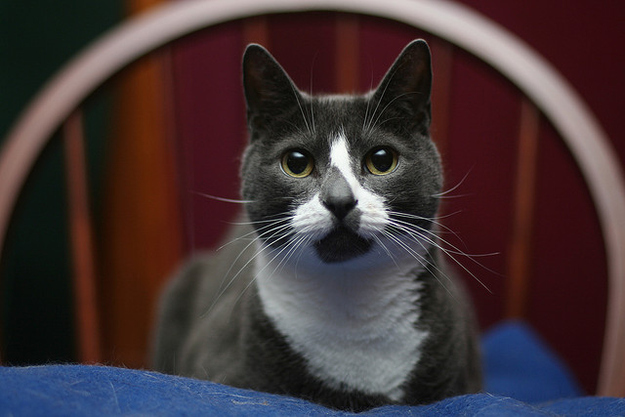  Henri,  Winston Bananas,  Sockington, Katter,  Maru, Topplista