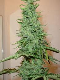 Cannabis, Koblenz, Narkotika, Kriminellt, Marijuanagran, Marijuana, Tyskland, Hippie