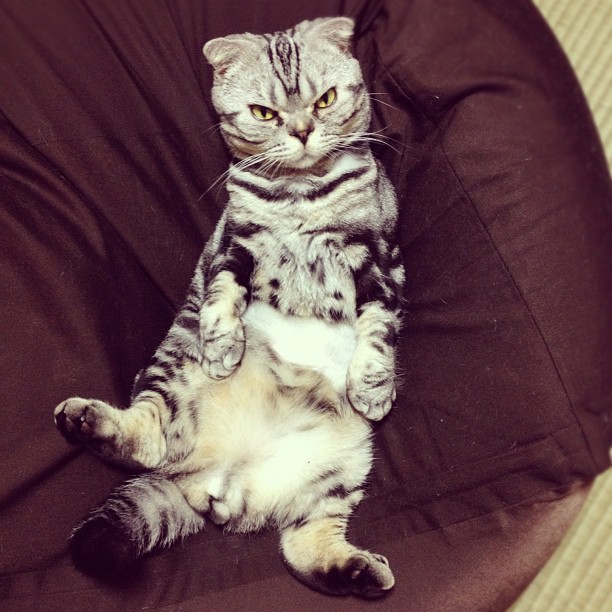  Mercy,  Choupette, Internet, Shishi-Maru, Katt, instagram