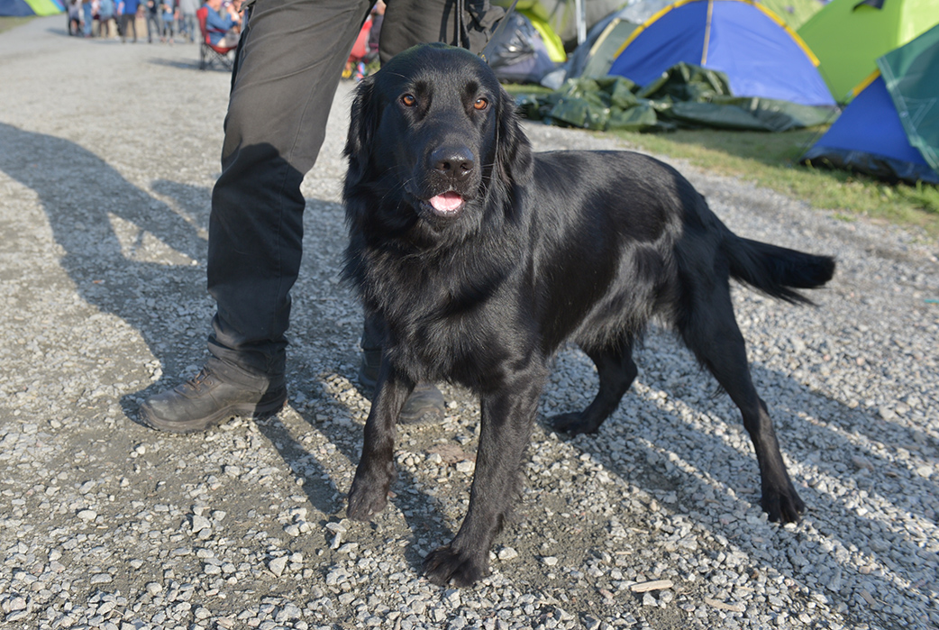 festival, bilder, Hultsfredsfestivalen, Besökare